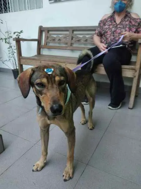 Cachorro ra a SRD idade 1 ano nome Bento