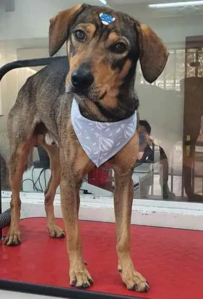 Cachorro ra a SRD idade 1 ano nome Bento