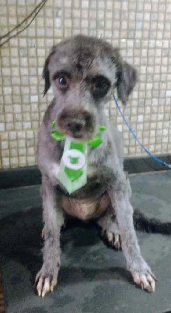 Cachorro ra a Poodle  idade 1 ano nome Lucy