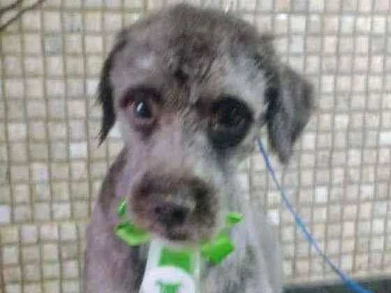 Cachorro ra a Poodle  idade 1 ano nome Lucy