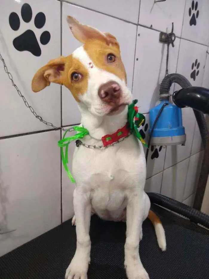 Cachorro ra a SRF idade 2 a 6 meses nome Sofia