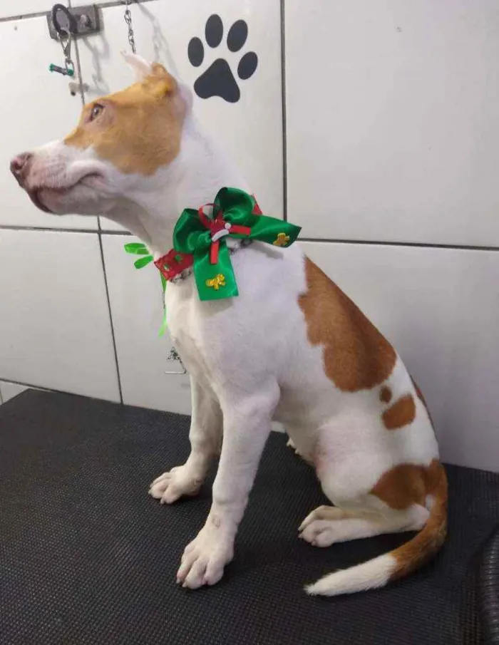 Cachorro ra a SRF idade 2 a 6 meses nome Sofia