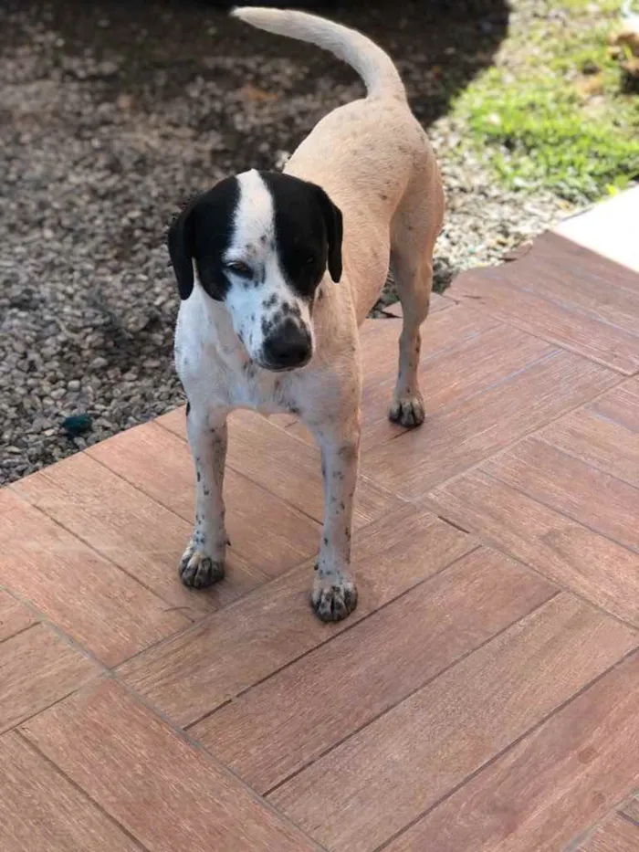 Cachorro ra a Sem raça  idade 2 anos nome Marshal e Rock