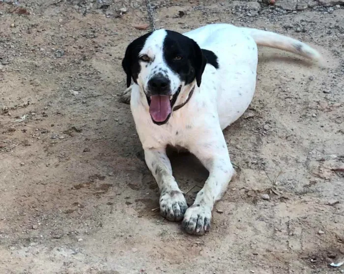 Cachorro ra a Sem raça  idade 2 anos nome Marshal e Rock