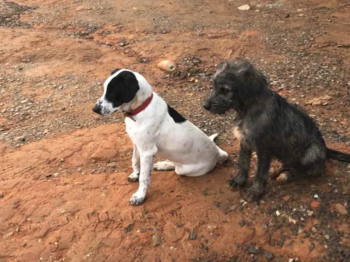 Cachorro ra a Sem raça  idade 2 anos nome Marshal e Rock