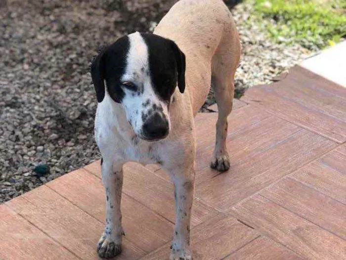 Cachorro ra a Sem raça  idade 2 anos nome Marshal e Rock