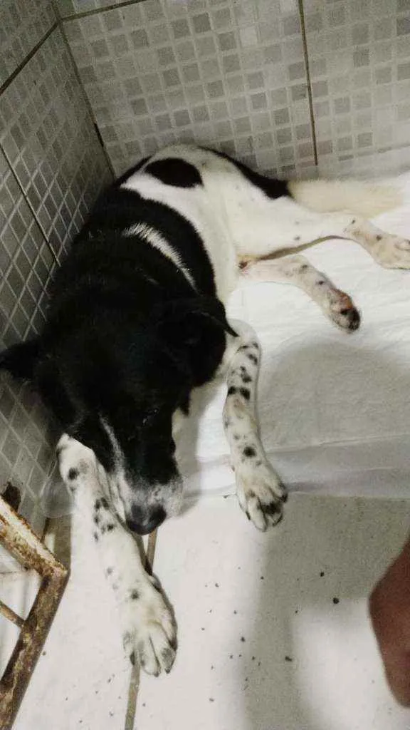 Cachorro raça SRD idade 4 anos nome RICK