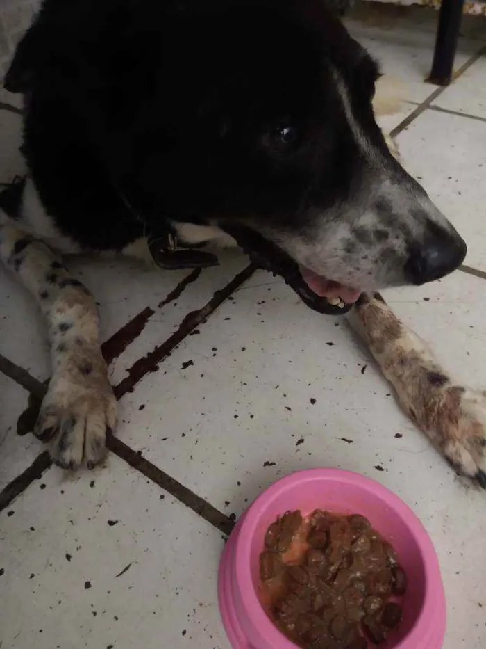 Cachorro raça SRD idade 4 anos nome RICK