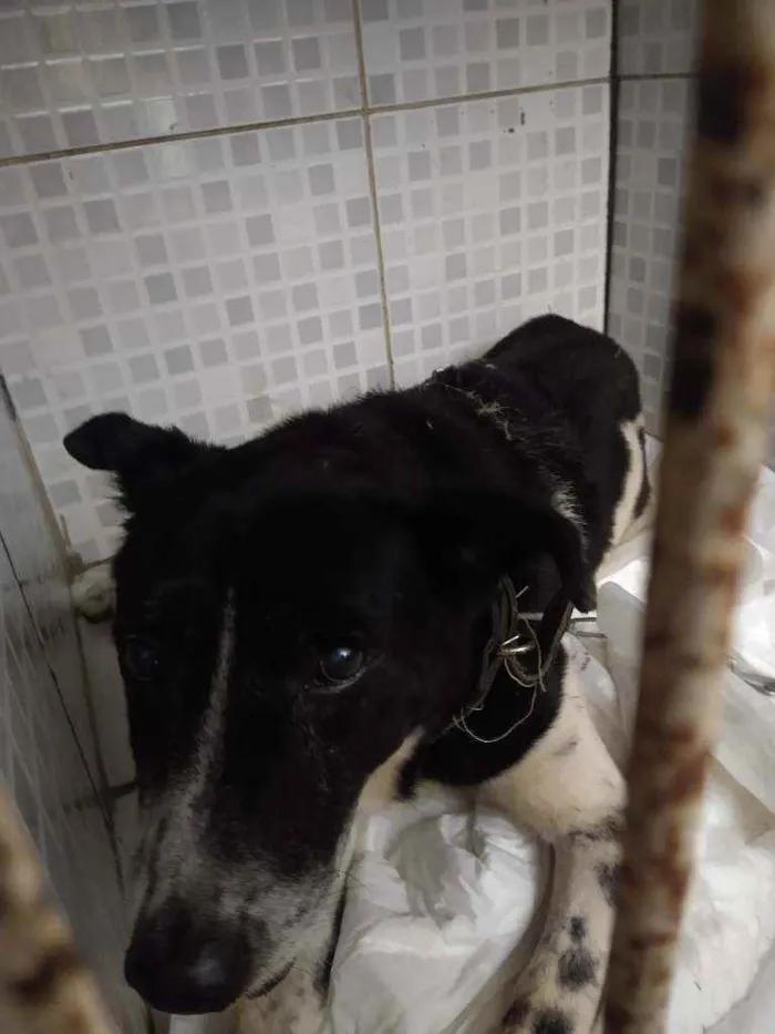 Cachorro raça SRD idade 4 anos nome RICK