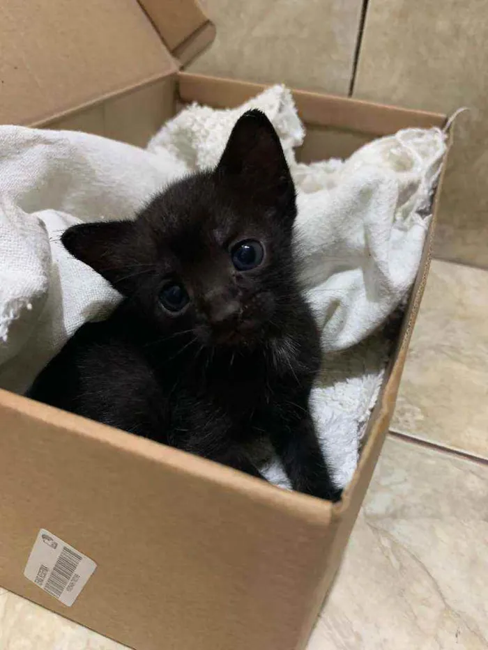 Gato ra a Srd idade Abaixo de 2 meses nome Pretinho