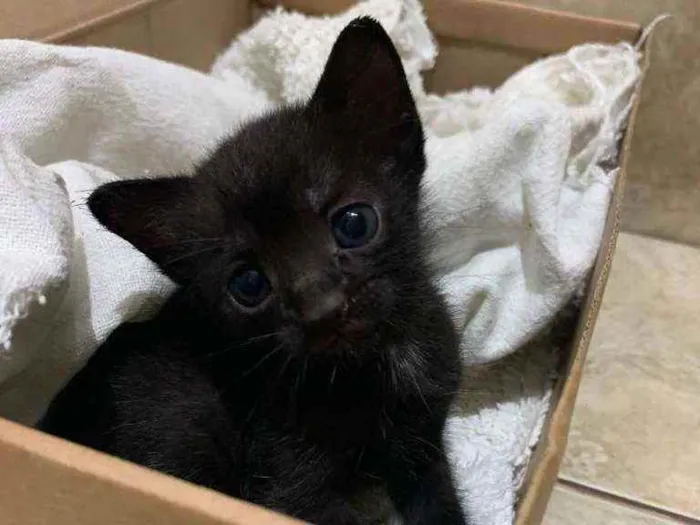 Gato ra a Srd idade Abaixo de 2 meses nome Pretinho