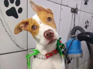 Cachorro raça SRF idade 2 a 6 meses nome Sofia