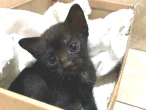 Gato raça Srd idade Abaixo de 2 meses nome Pretinho