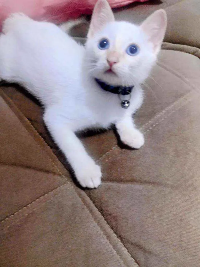 Gato ra a  idade 2 a 6 meses nome Lian
