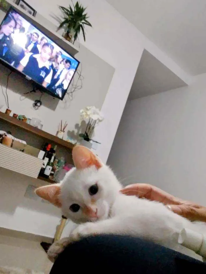 Gato ra a  idade 2 a 6 meses nome Lian