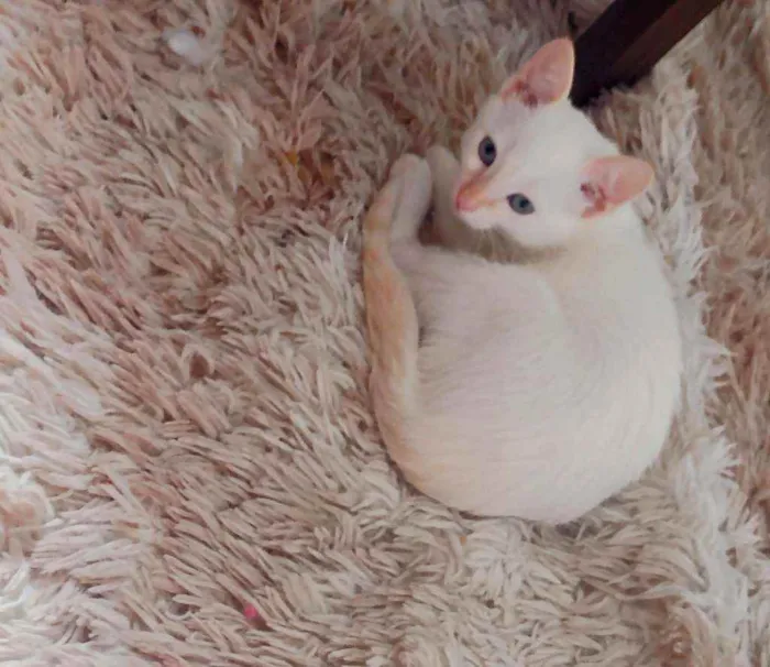 Gato ra a  idade 2 a 6 meses nome Lian