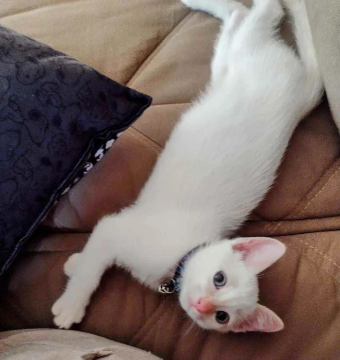 Gato ra a  idade 2 a 6 meses nome Lian