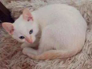 Gato raça  idade 2 a 6 meses nome Lian