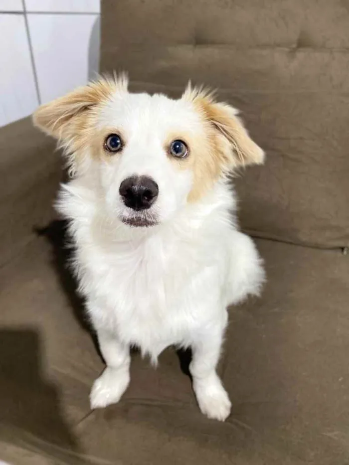 Cachorro raça Vira lata  idade  nome Teodoro 