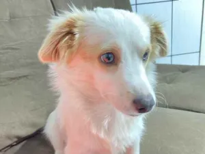 Cachorro raça Vira lata  idade  nome Teodoro 