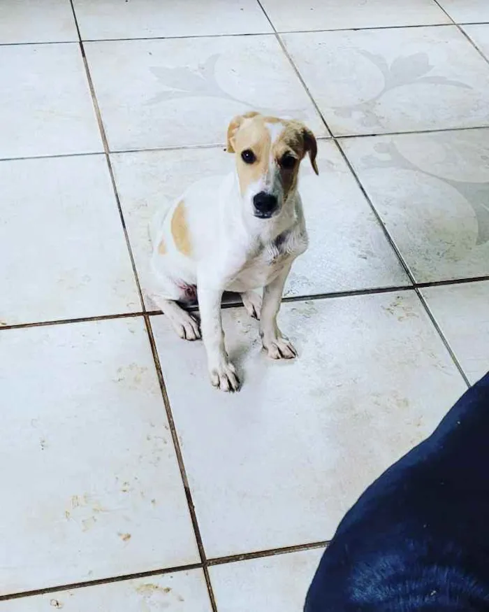 Cachorro ra a Mistinha idade 2 a 6 meses nome Caramell