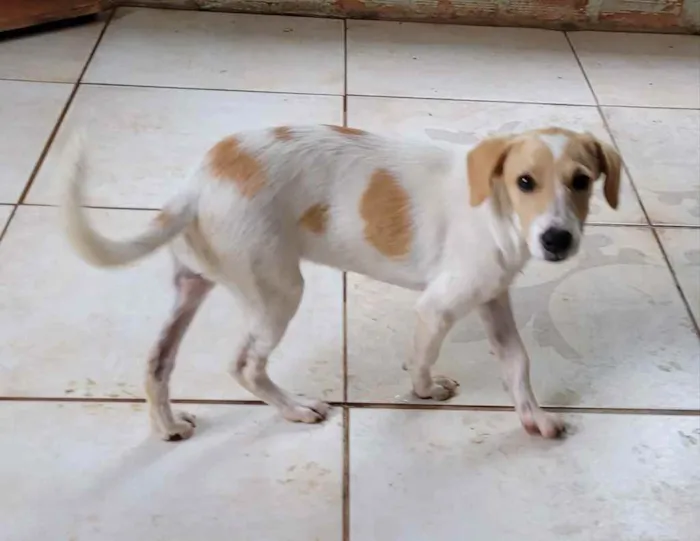 Cachorro ra a Mistinha idade 2 a 6 meses nome Caramell