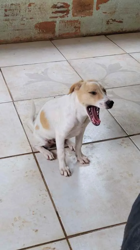 Cachorro ra a Mistinha idade 2 a 6 meses nome Caramell