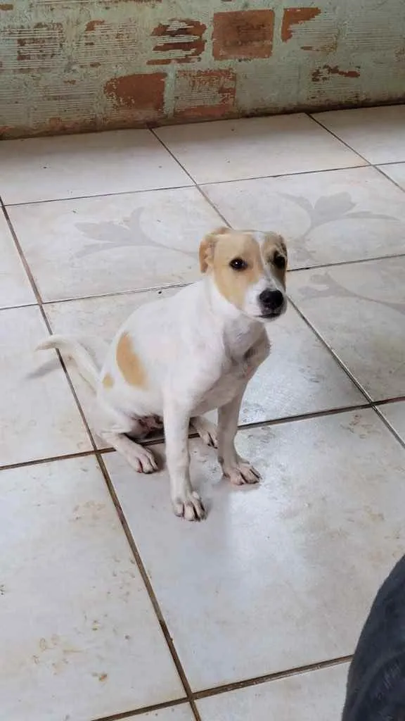 Cachorro ra a Mistinha idade 2 a 6 meses nome Caramell