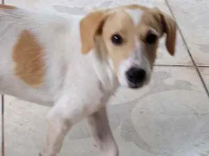 Cachorro raça Mistinha idade 2 a 6 meses nome Caramell