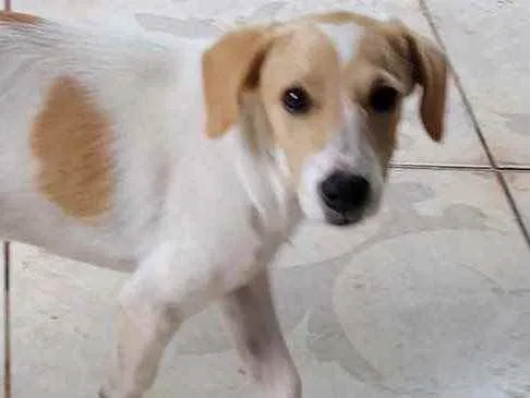 Cachorro ra a Mistinha idade 2 a 6 meses nome Caramell