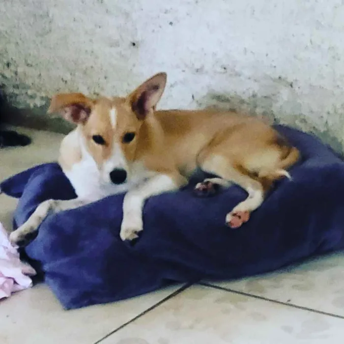 Cachorro ra a Mistinha idade 2 a 6 meses nome Pintosa