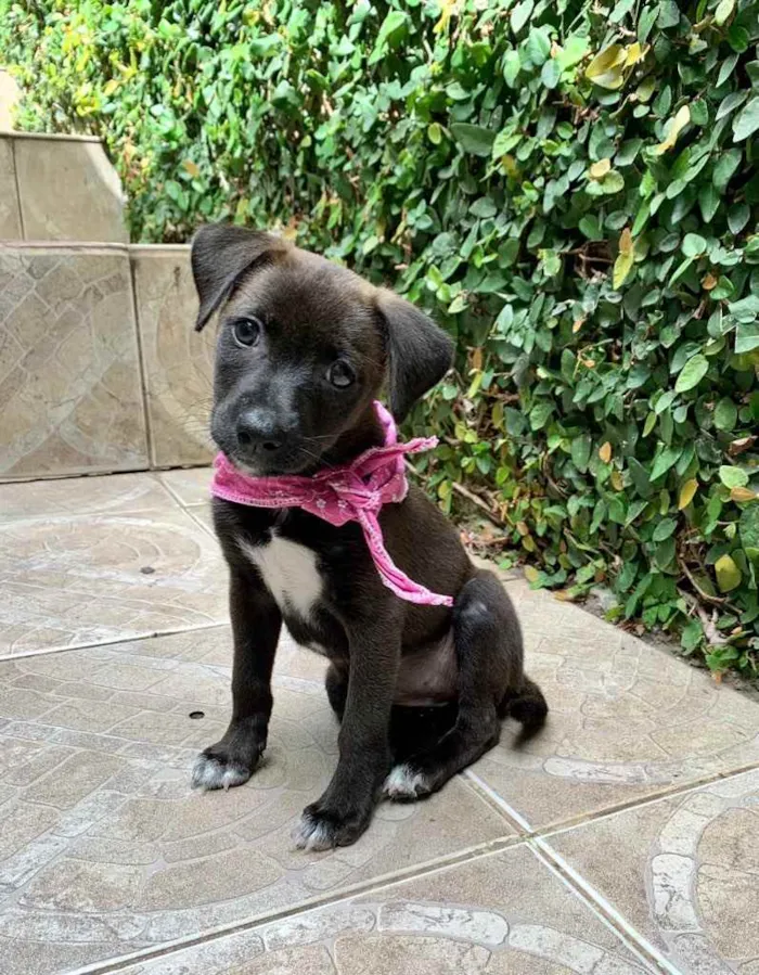 Cachorro ra a Mistura  idade Abaixo de 2 meses nome Amadinha