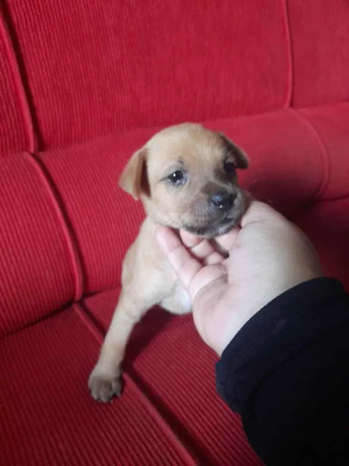 Cachorro ra a Linda idade Abaixo de 2 meses nome Bya