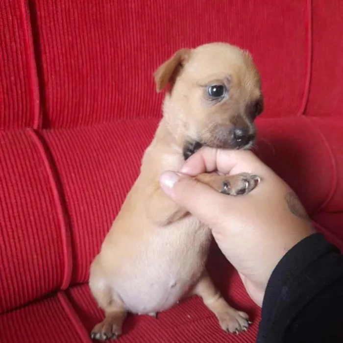 Cachorro ra a Linda idade Abaixo de 2 meses nome Bya