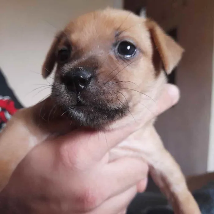 Cachorro ra a Linda idade Abaixo de 2 meses nome Bya