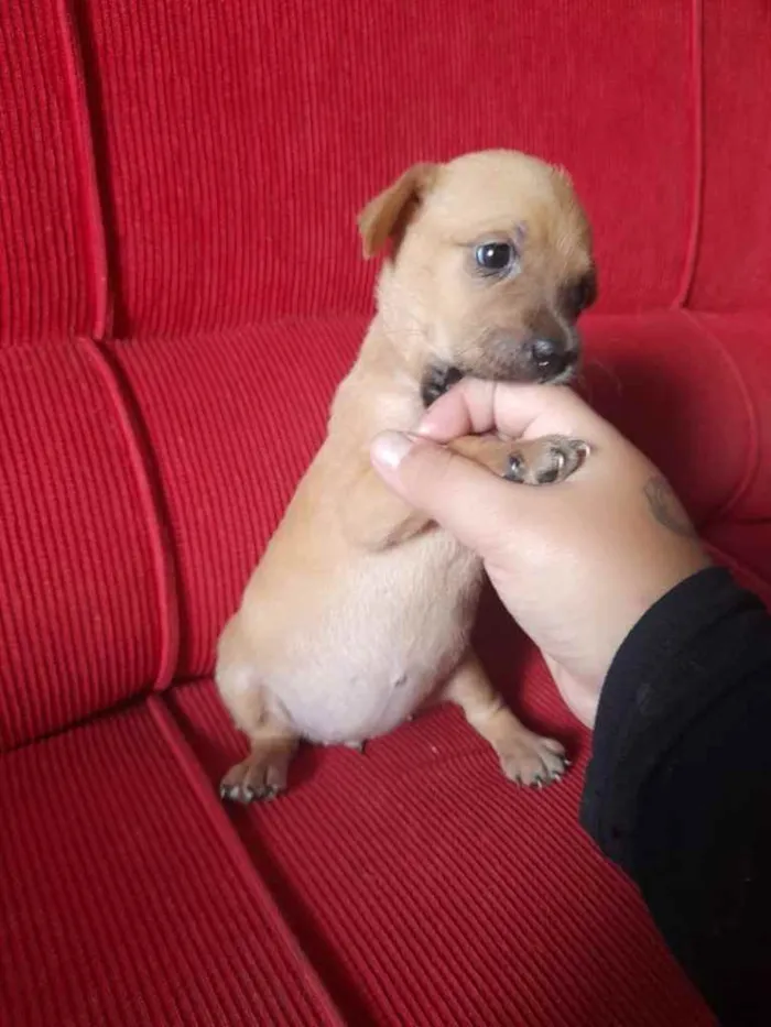 Cachorro ra a Linda idade Abaixo de 2 meses nome Bya