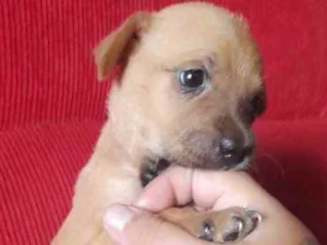 Cachorro raça Linda idade Abaixo de 2 meses nome Bya