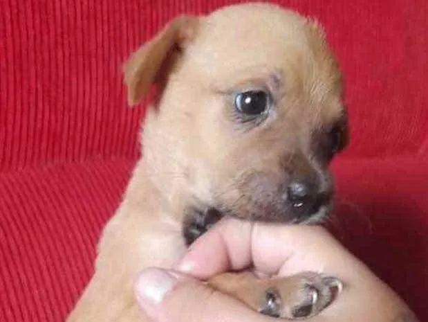 Cachorro ra a Linda idade Abaixo de 2 meses nome Bya