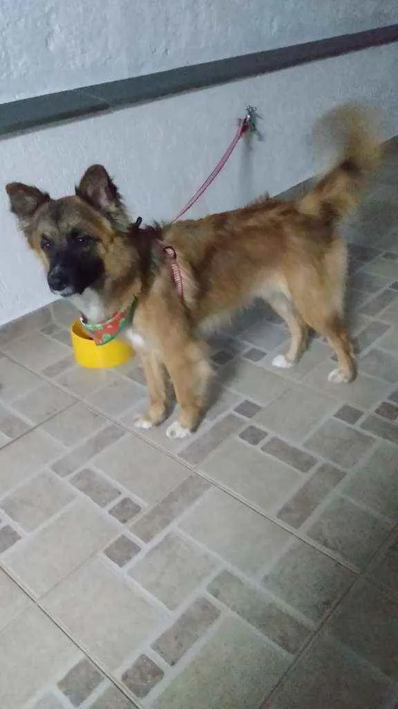 Cachorro raça Srd  idade 2 anos nome Ozzy 