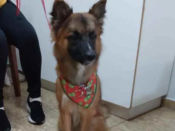 Cachorro raça Srd  idade 2 anos nome Ozzy 