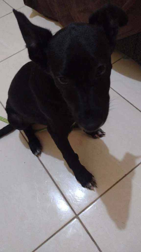 Cachorro ra a Não sei  idade 2 a 6 meses nome Staker