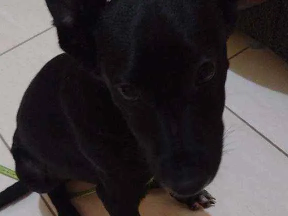 Cachorro ra a Não sei  idade 2 a 6 meses nome Staker