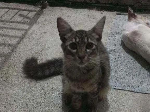 Gato ra a  idade 7 a 11 meses nome Bela, peludo, doty, 