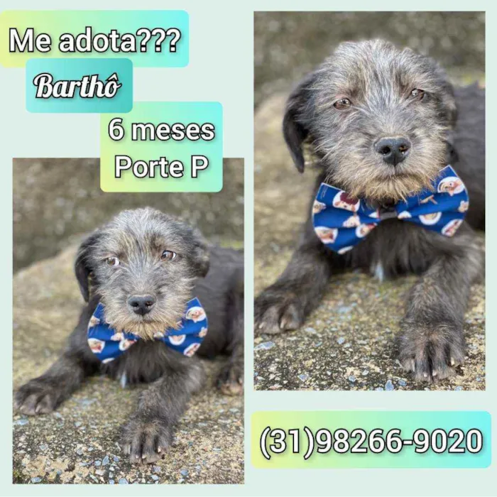 Cachorro raça SRD idade 2 a 6 meses nome Barthô 