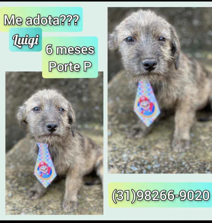 Cachorro raça SRD idade 2 a 6 meses nome Luigi