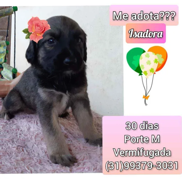 Cachorro raça SRD idade Abaixo de 2 meses nome Isadora