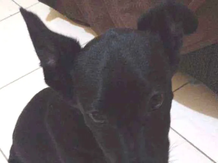 Cachorro ra a Não sei  idade 2 a 6 meses nome Staker