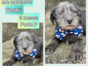 Cachorro raça SRD idade 2 a 6 meses nome Barthô 