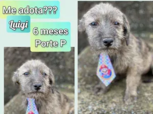 Cachorro raça SRD idade 2 a 6 meses nome Luigi