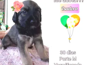 Cachorro raça SRD idade Abaixo de 2 meses nome Isadora